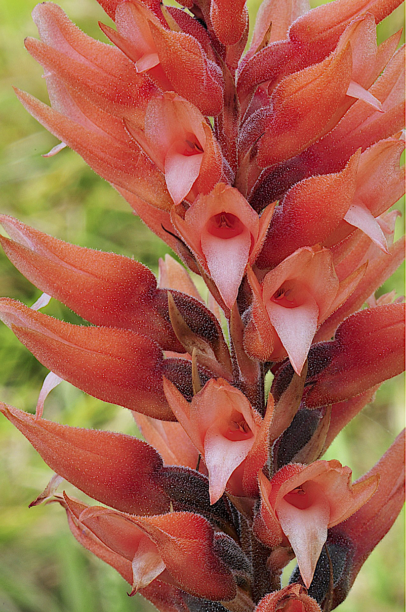 Beaked Ladies'-Tresses  (Sacoila lanceolata)