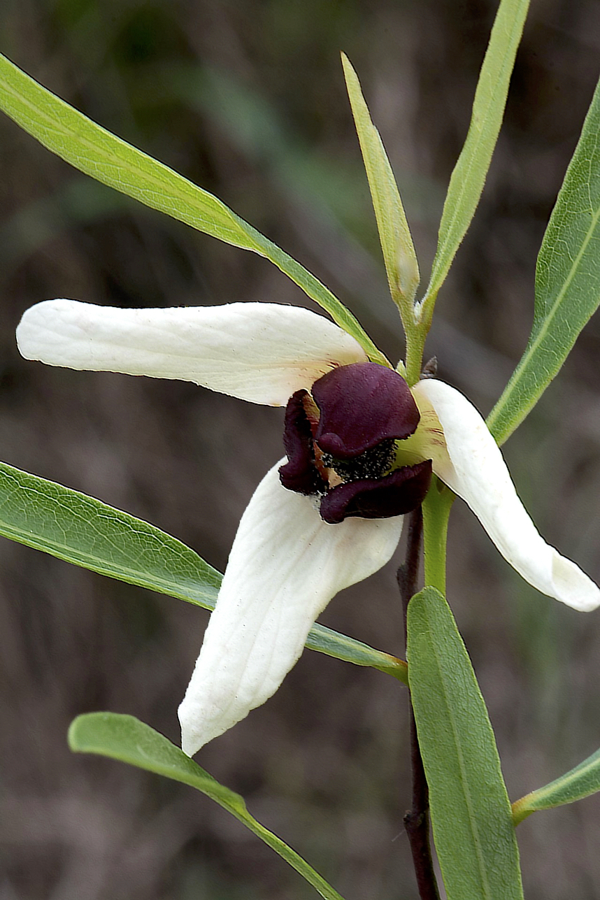 Bethany Pawpaw (Asimina x bethanyensis)