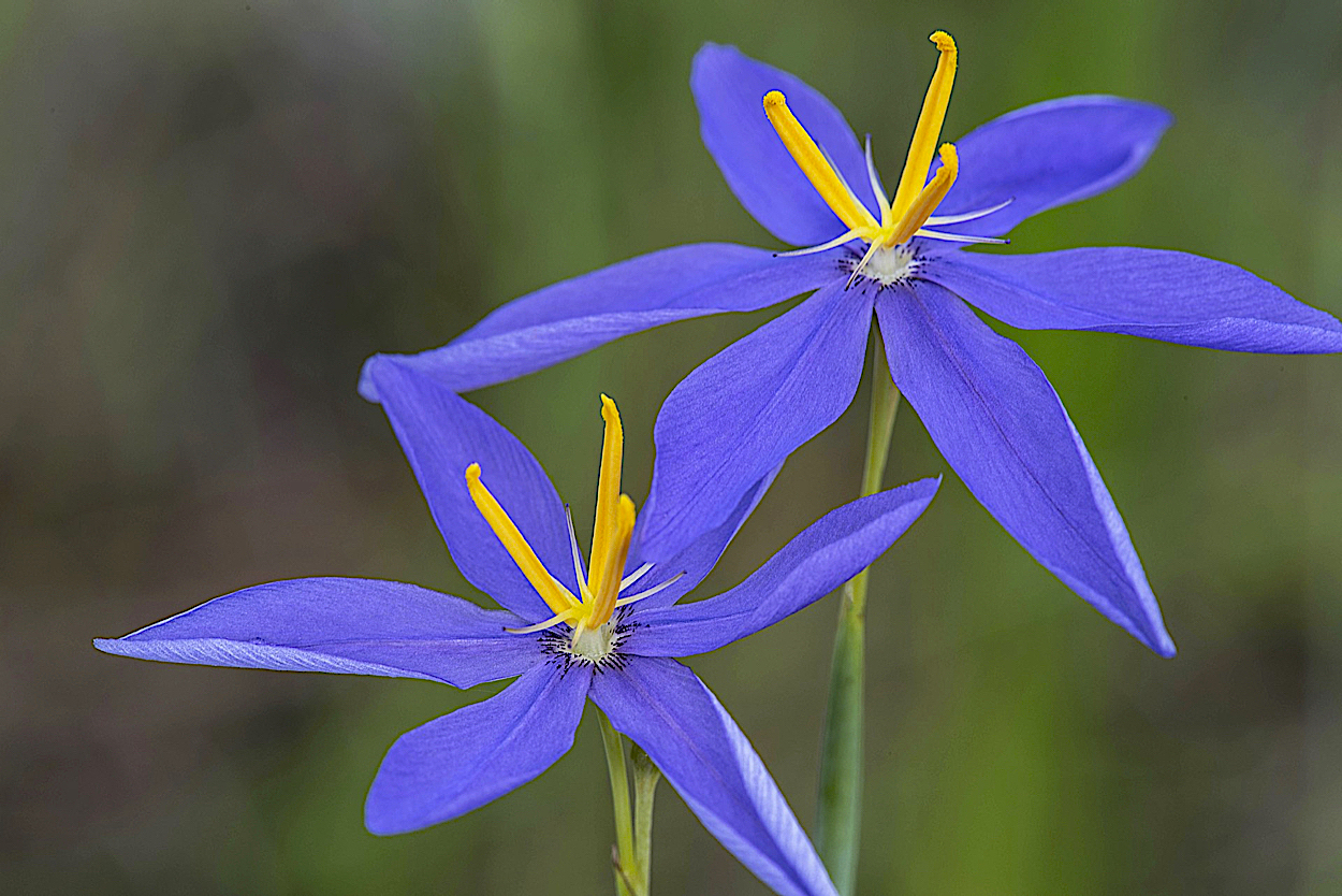 Celestial Lily (Nemastylis floridana)