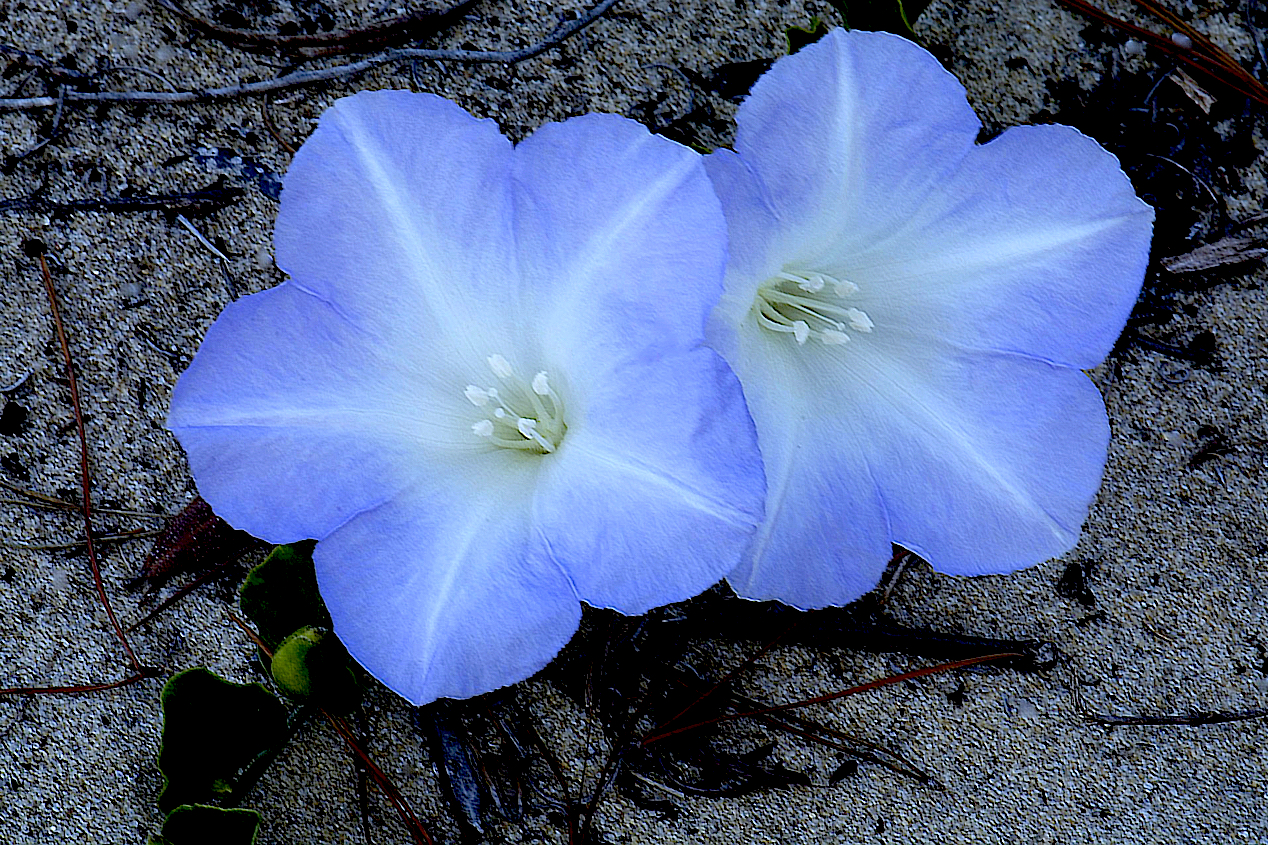 Florida Lady’s Nightcap (Bonamia grandiflora)