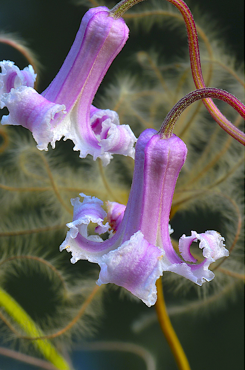 Pine-Hyacinth (Clematis baldwinii)