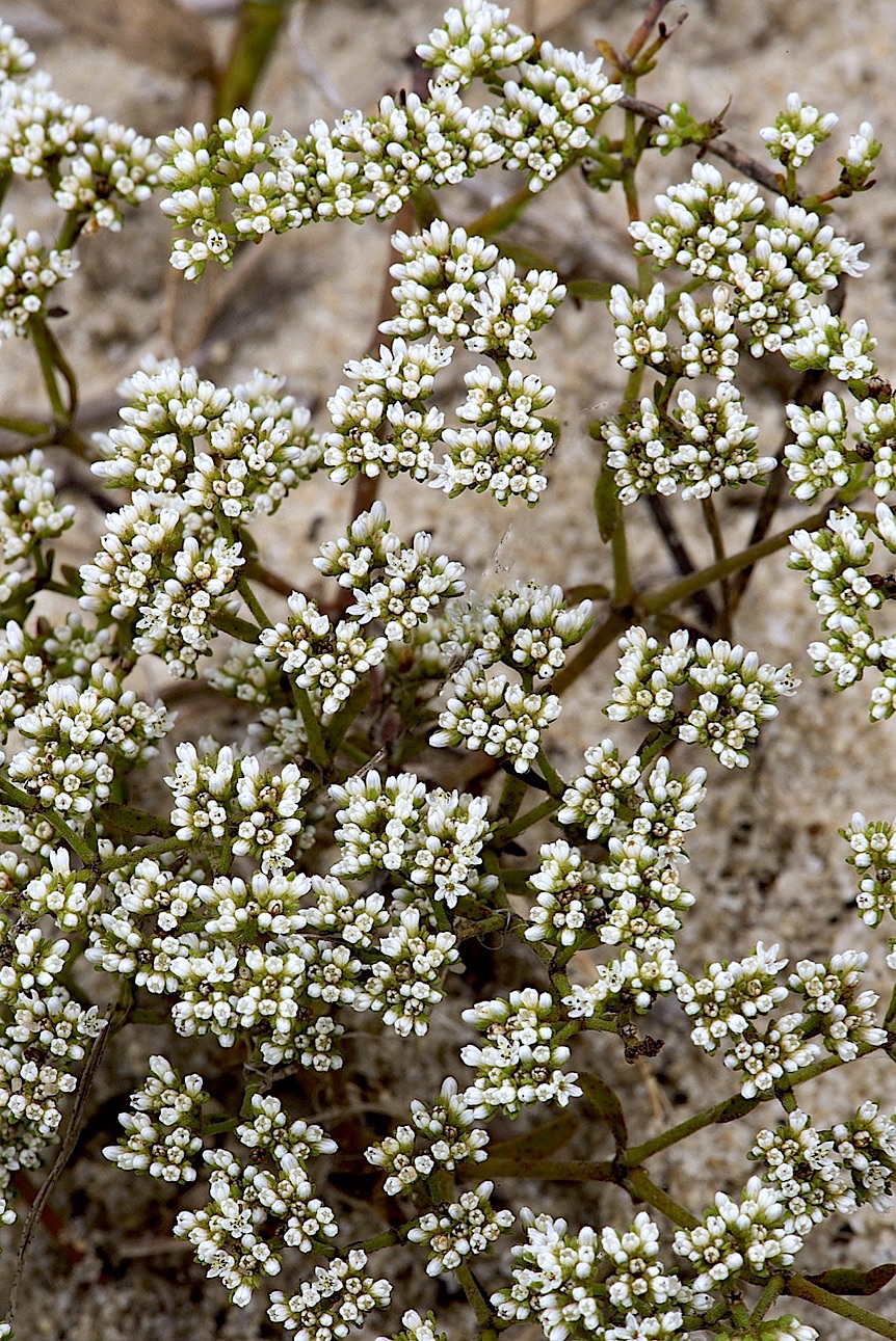 Sand Squares (Paronychia patula)