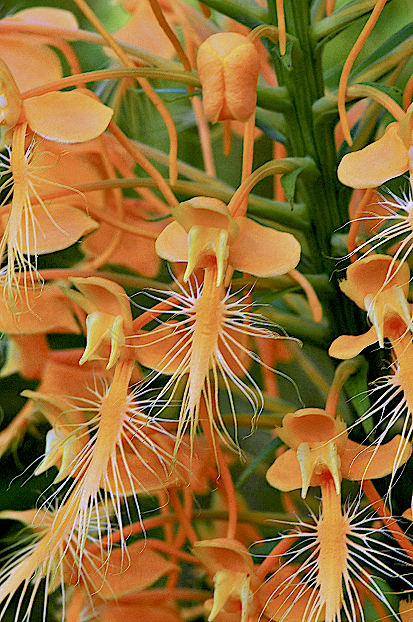 Yellow Fringed Orchid  (Platanthera ciliaris)