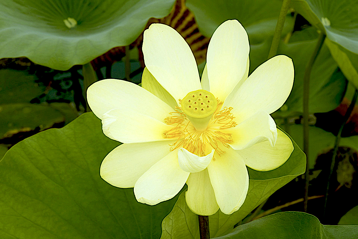 American Lotus (Nelumbo lutea)