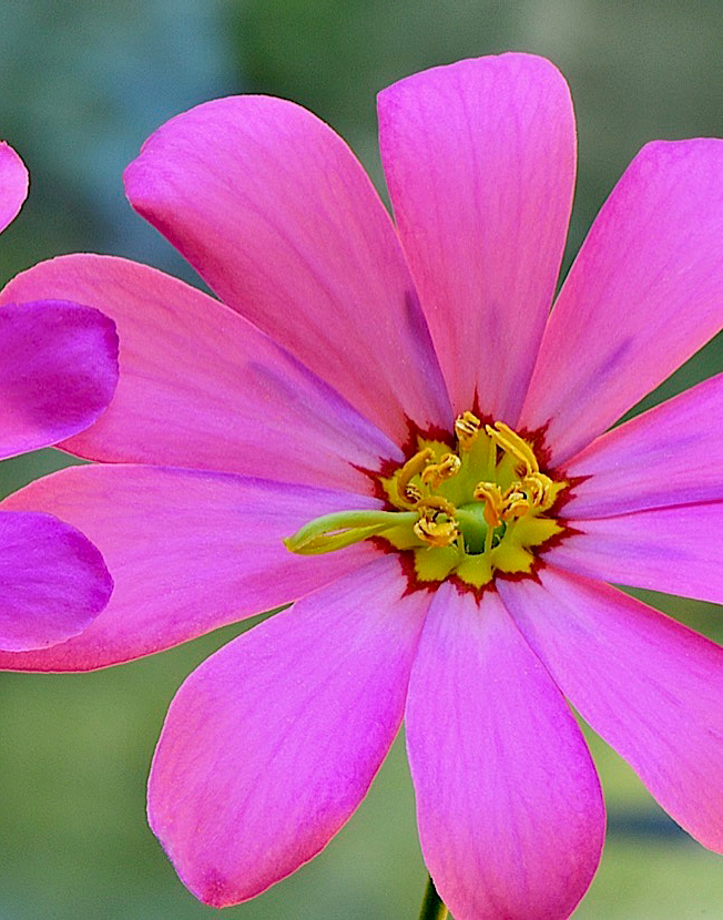 Bartram’s Rosegentian (Sabatia decandra)