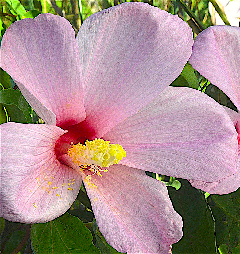 Swamp Rosemallow (Hibiscus grandiflorus)