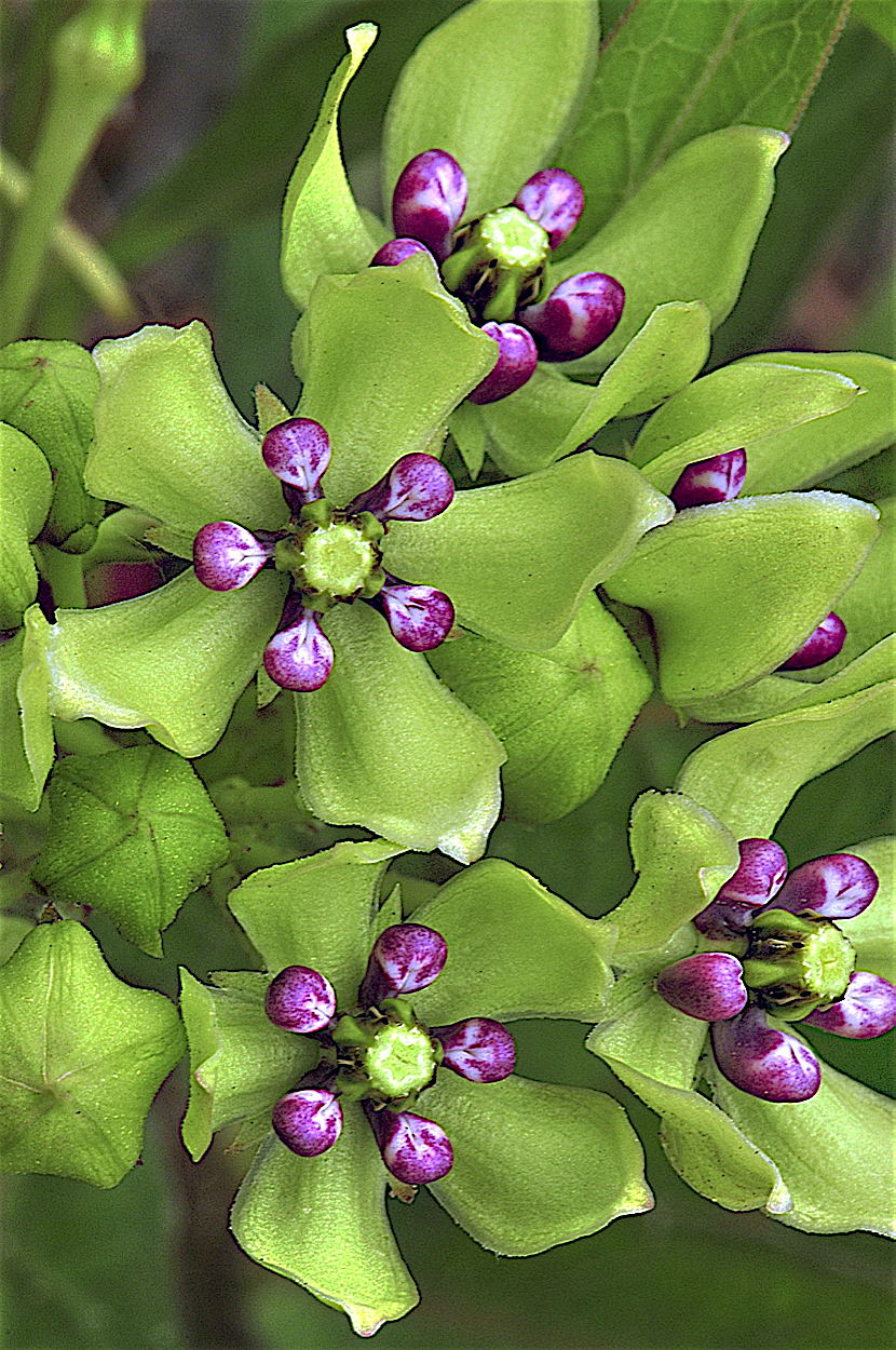 Green Antelopehorn  (Asclepias viridis)