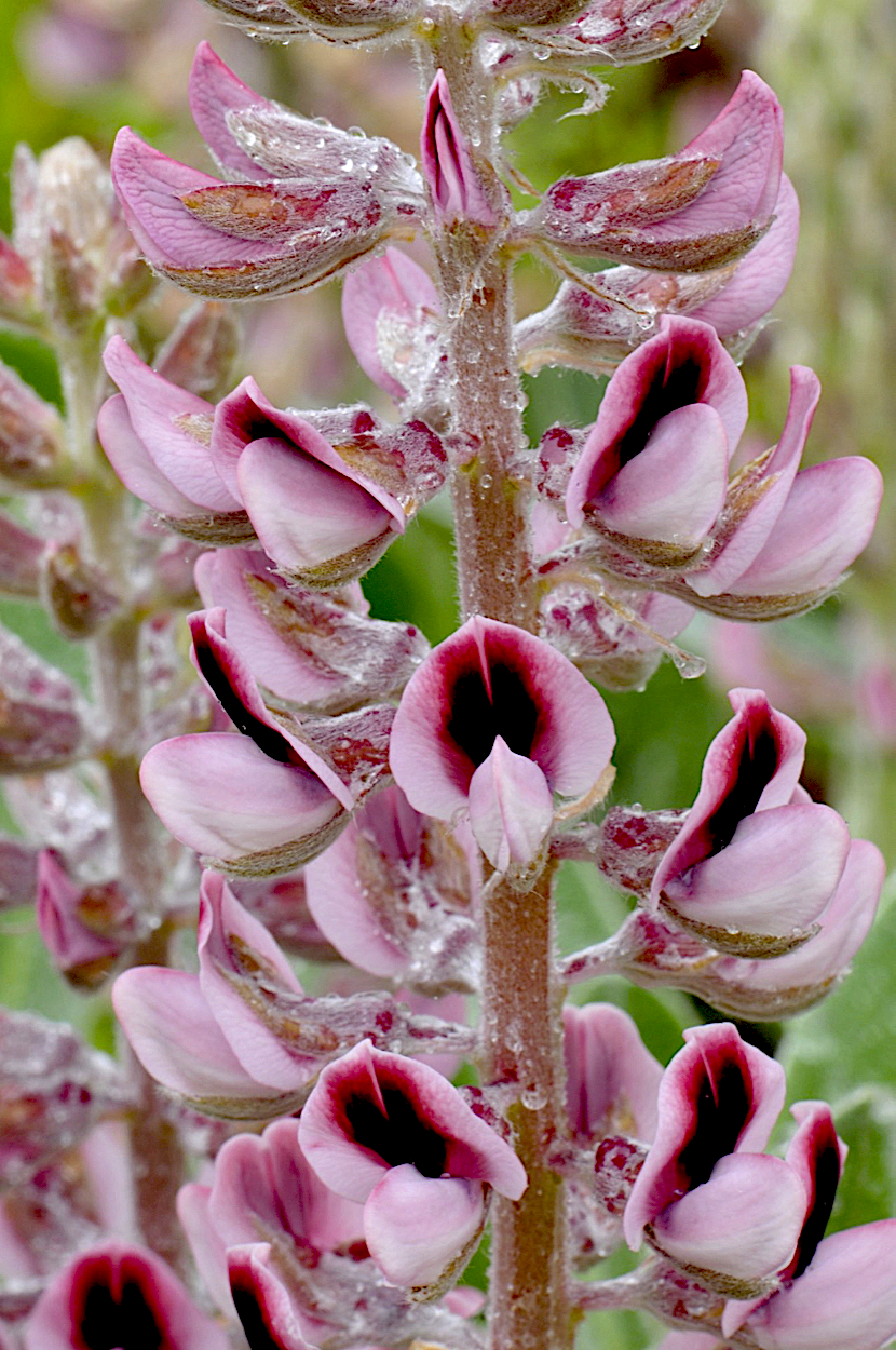 Lady Lupine (Lupinus villosus)