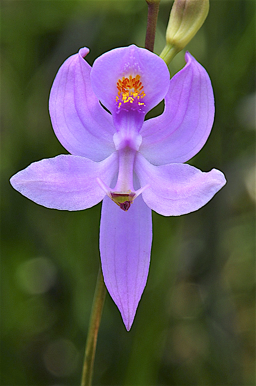 Pale Grass-Pink (Calopogon pallidus)