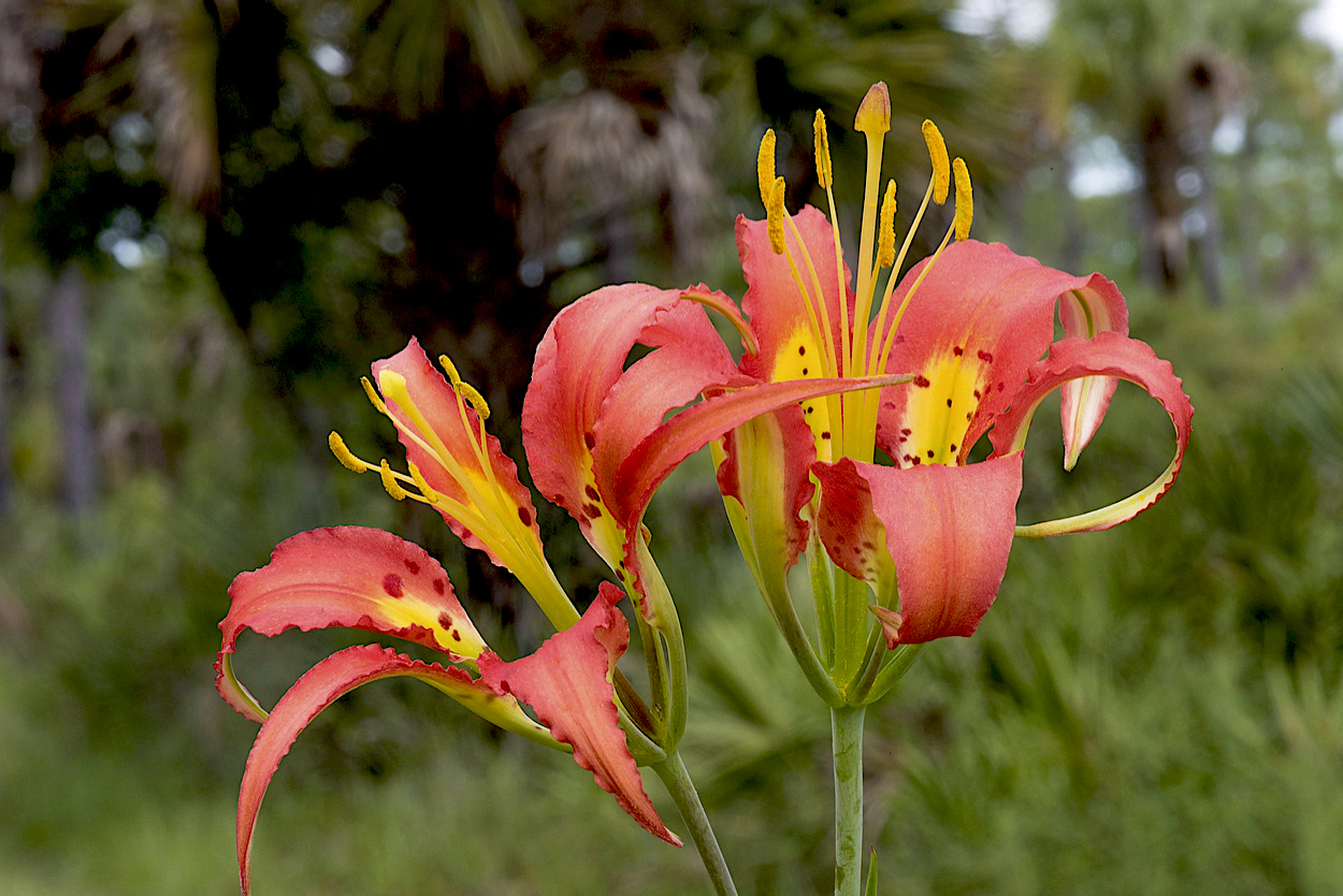 Pine Lily (Lilium catesbaei)