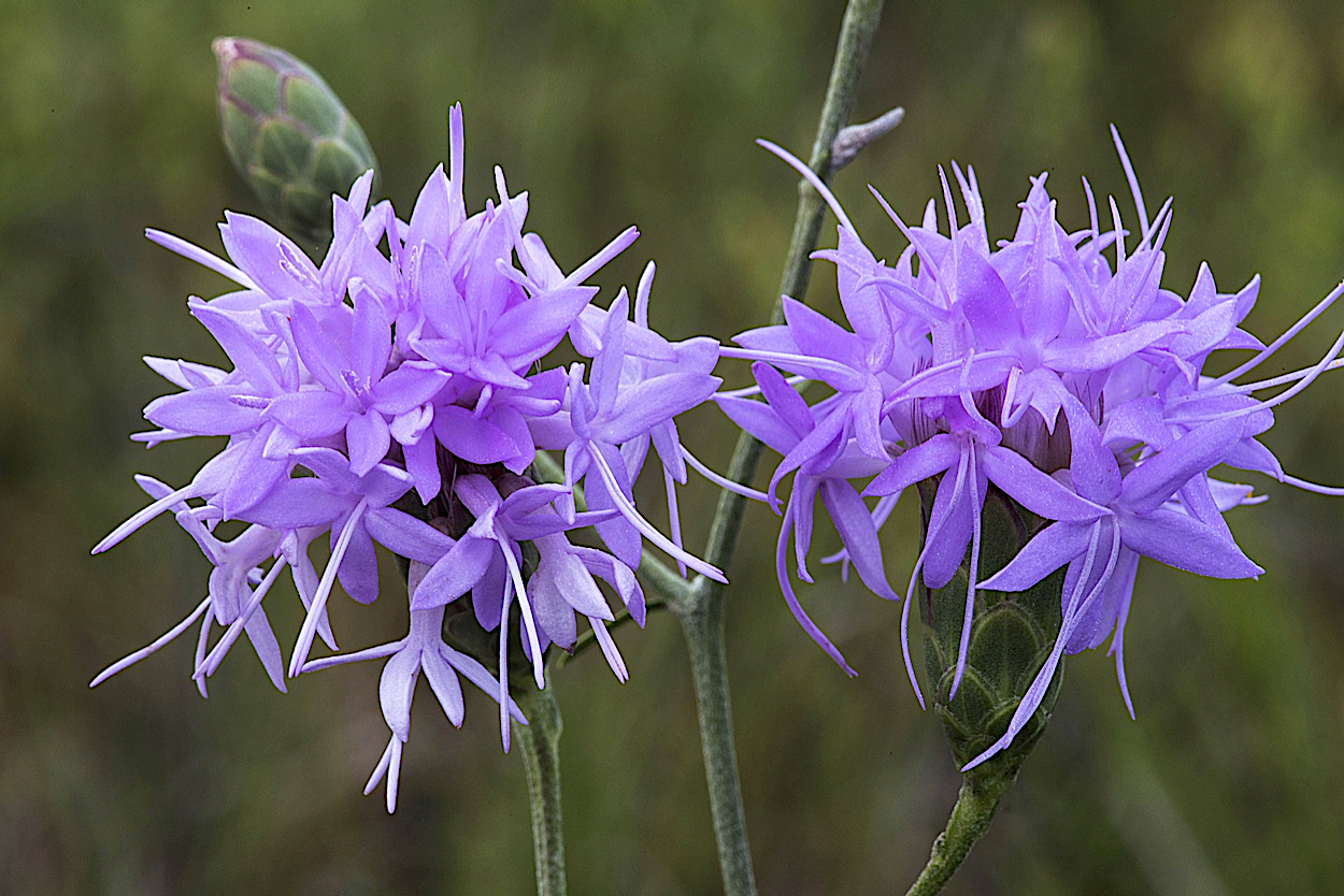 Scrub Blazing-Star  (Liatris ohlingerae)