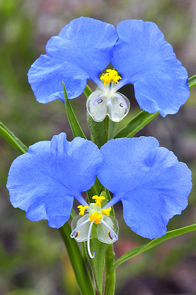 Whitemouth Dayflower (Commelina erecta)